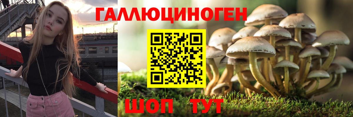 Псилоцибиновые грибы прущие грибы Великий Устюг